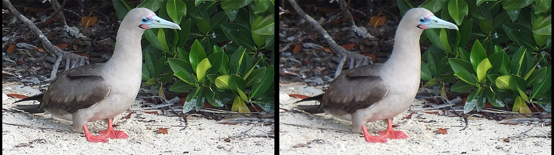 Red-footed Booby